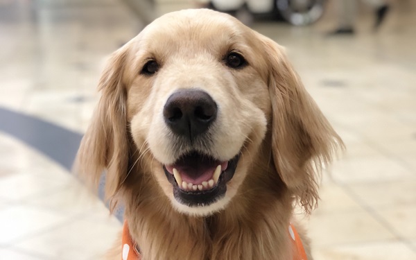 Bailey the Therapy Dog Brings Joy to University of MN Medical Center -  North Star Therapy Animals