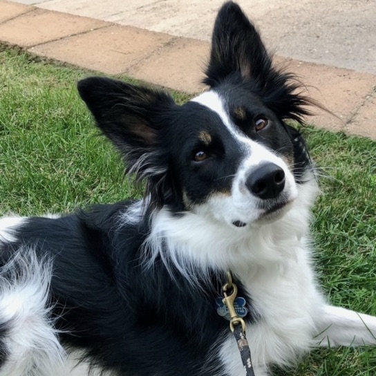 Border collie – Brit