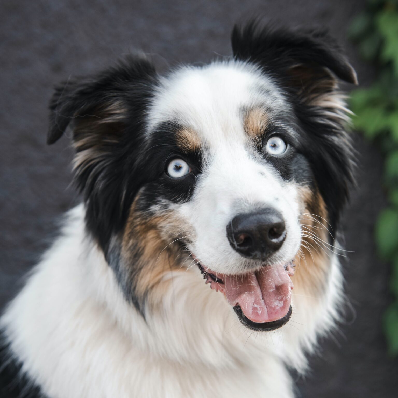 Our Animals - North Star Therapy Animals